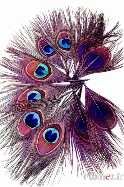 Pfau blau - 13-18 cm - aubergine